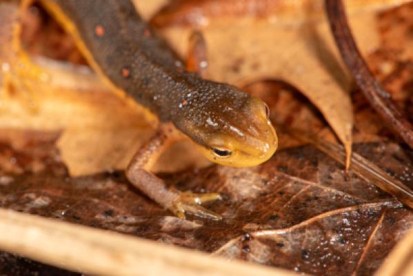 Red-Spotted Newt