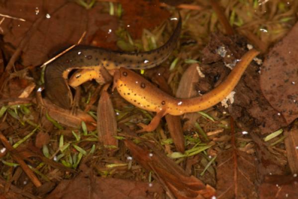 Red-Spotted Newt