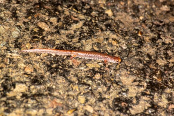 Four-Toed Salamander