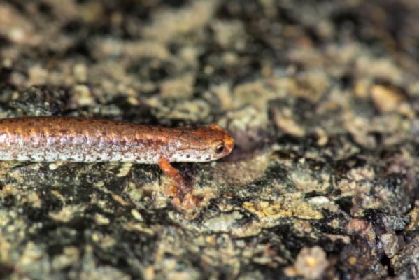 Four-Toed Salamander