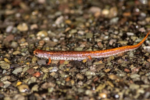 Four-Toed Salamander