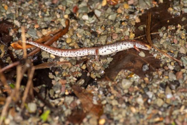 Four-Toed Salamander
