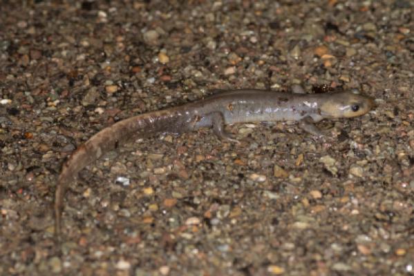Jefferson Salamander